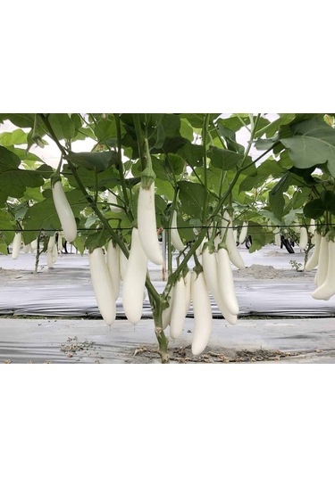 Erkenci Casper Beyaz Patlıcan Tohumu