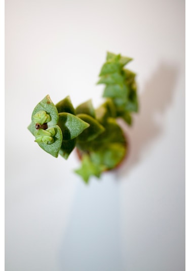 Crassula Rupestris Sukulent Tekli 5,5 Cm Saksıda