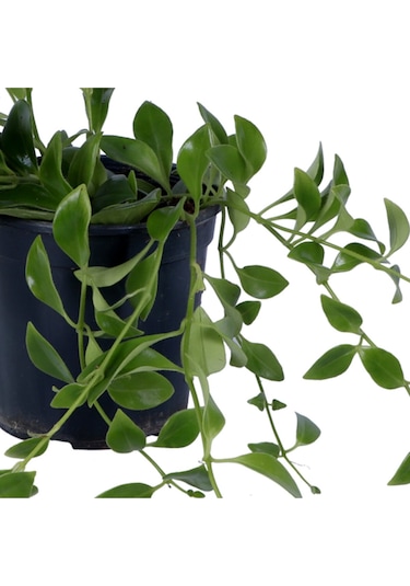 Ruj Çiçeği - Aeschynanthus Sarmaşığı - Askılı Saksı'da