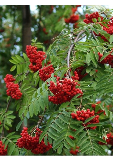 Üvez Fidanı: Meyvesi İle Güzelliği İle Bahçenize Değer Katın