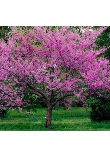 Erguvan Ağacı Tohumu 5 Tohum