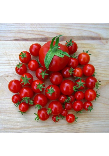 Bykurt Sunagri Cherry Domates Tohumu - Parlak Kırmızı Lezzetli Yüksek Verimli Askıya Uygun Cherry Domates Tohumu