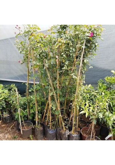 Tüplü Yediveren Aşılı Koyu Pembe Sarmaşık Gül Fidanı