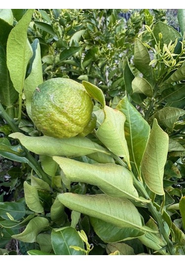 Çok Nadir Bir Çeşit Tüplü Çekirdeksiz Dekopon Mandalina Fidanı Yaş 3 Boy 100-130 Cm