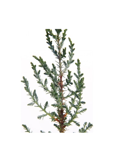 Ahşap Saksıda Çam Fidanı 5 Adet -