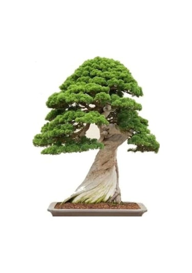 Okaliptüs Bonzai Ağacı Tohumu 5 Adet Bonsai Ağacı Tohumu