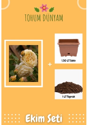 Kokulu Sarı Hollanda Gül Tohumu Ekim Seti