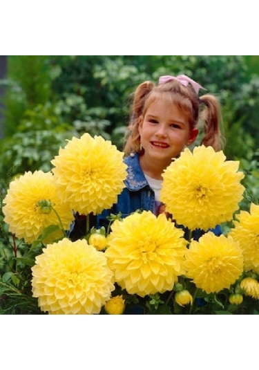 Dev Çiçekli Sarı Renkte Kelvin Floodlight Dahlia Yıldız Çiçeği Soğanı Yumrusu 1 Adet