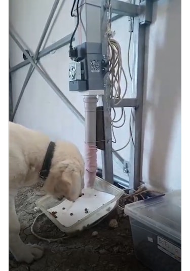 3e Tasarım Otomatik Köpek Mama Makinesi