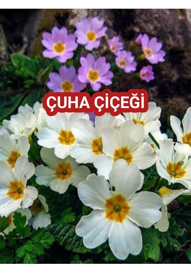 2 adet Canlı Çuha Çiçeği Primula - 5-15 Cm Boyunda, Dikime Hazı
