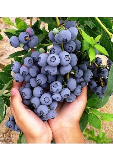 Tüplü Yaban Mersini Blue Berry Fidanı