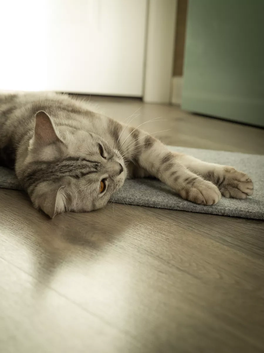 Dovol'nyj Pusistik Kedi Tırmalama Tahtası Yer Yatağı 214758654