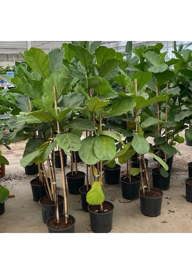 Keman Yapraklı Kauçuk Bitkisi 'ficus Lyrata' 100cm