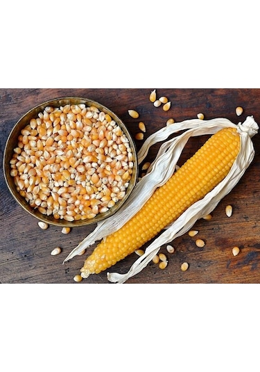 Altunsa Mısır 900 G