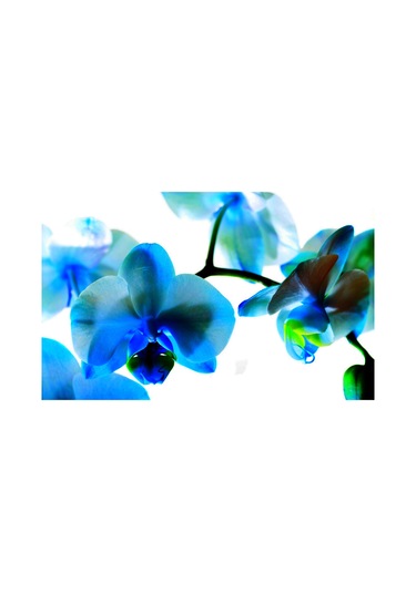 100 Adet Orkide Tohumu + 10 Adet Hollanda Gülü Tohumu N117041