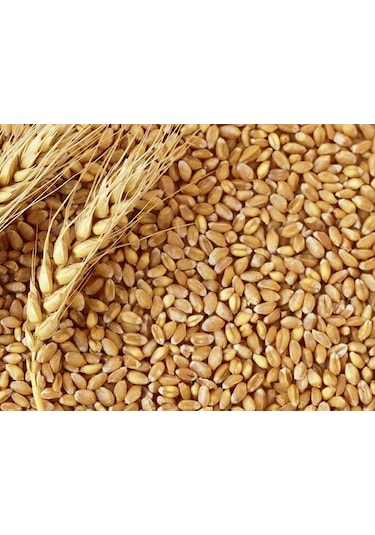Buğday Yem 1 Kg Doğal Buğday Tane Buğday Güvercin Yemi Tavuk  Yem