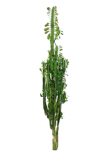 Euphorbia Trigona Süt Ağacı Kaktüsü 170 Cm