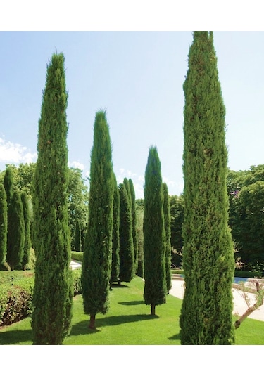 MEZARLIK ÇAMI - KABİR AĞACI 1 METRE