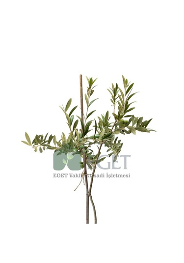 Organik Arbequina Zeytin Fidanı