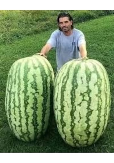 75 Adet Tohum Organik Hobi Bahçe Gerçek Diyarbakır Karpuz Tohumu