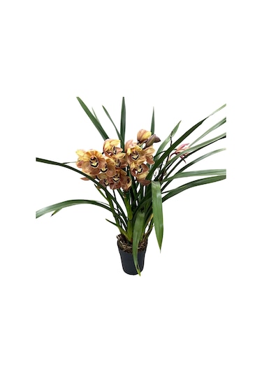 Cymbidium 'charly Brown' Simbidyum Orkide