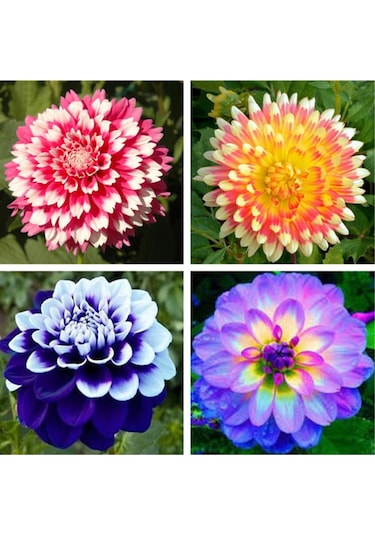 25 Adet Karışık Renk Dahlia Yıldız Çiçeği Tohumu Ve 10 Adet Karışık Renk Lale Çiçek Tohumu