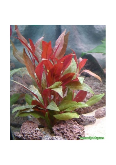 Alternanthera Reineckii 10 Adet