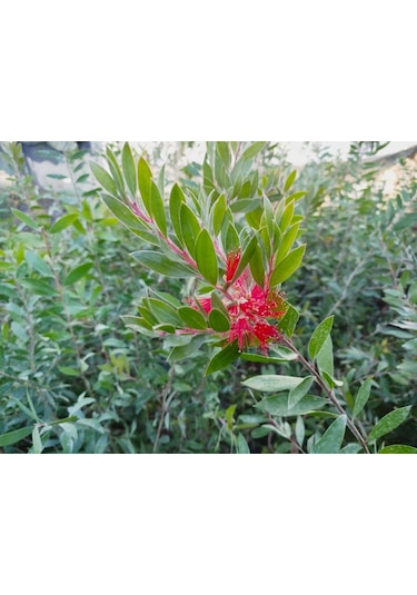 Fırça Çalısı Callistemon 10 Adet 80-100 Cm Çiçekli Peyzaj/çit B