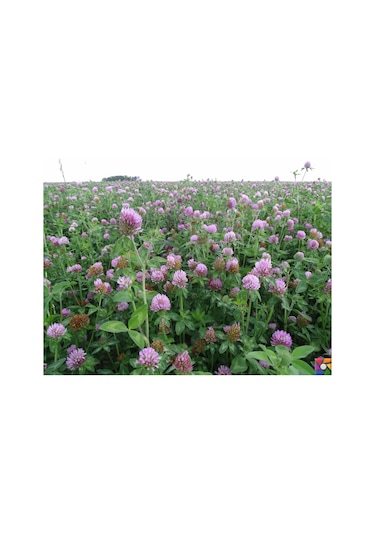 AGRodal Tarım Yonca Tohumu Elçi 3 KG Kaplanmış Tohum