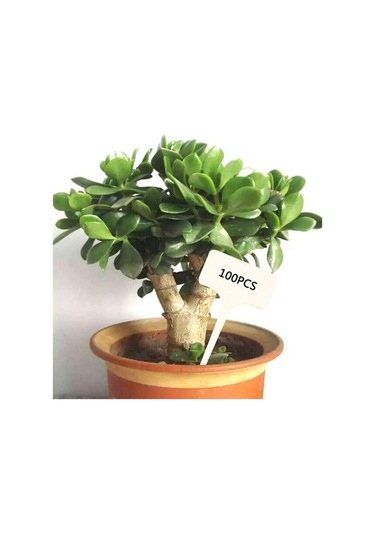 Trendooze Homyl 50 Adet T-şekilli Bitki Etiketi, Saksı Ekici