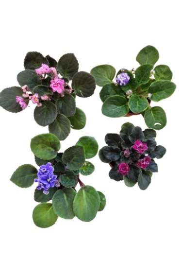 4 Adet Katmerli Afrika Menekşesi Yerli Üretim Karışık Renk