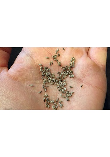 Maydanoz Tohumu Geniş Yaprak 10000 Adet