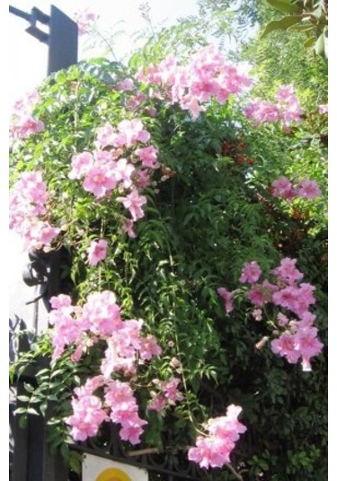 Pembe Acem Borusu Sarmaşığı Tohumu 5 Tohum