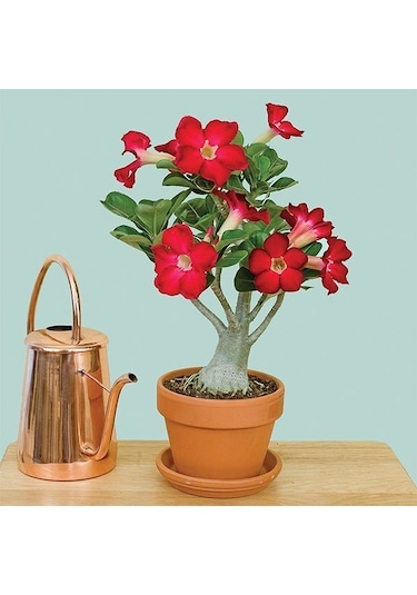 Kırmızı Adenium Çöl Gülü Çiçeği Fidanı