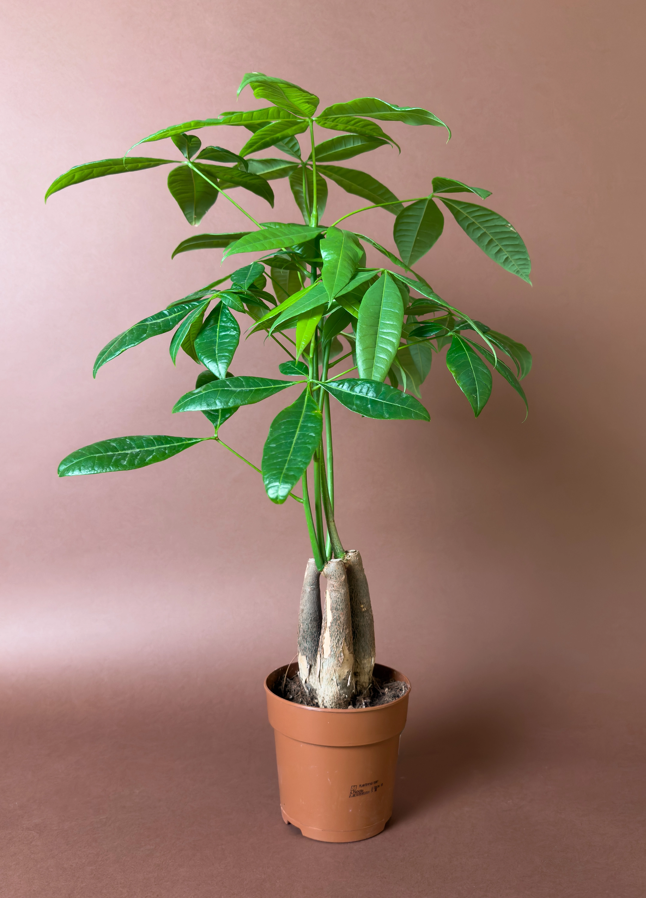 Mini Para Ağacı Pachira Aquatica 50 Cm Mini Kompakt Form