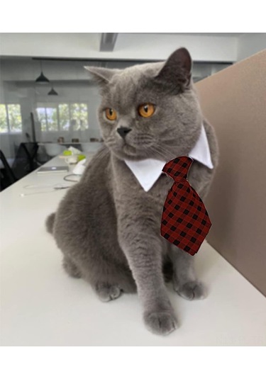 Lemestar Köpek Kedi Yeşil Bağcıklı Yaka Bantı - S Boy 24-30cm Boyun Çevresi - Polyester Pamuk - Fotoğraf, Düğün, Gündelik Kullanim