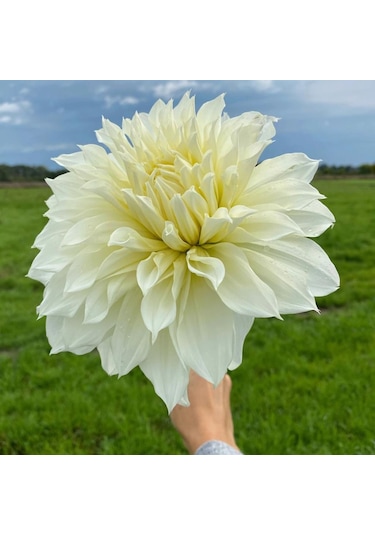 Büyük Çiçekli Fleurel Dahlia Yıldız Çiçeği Yumrusu 1 Adet