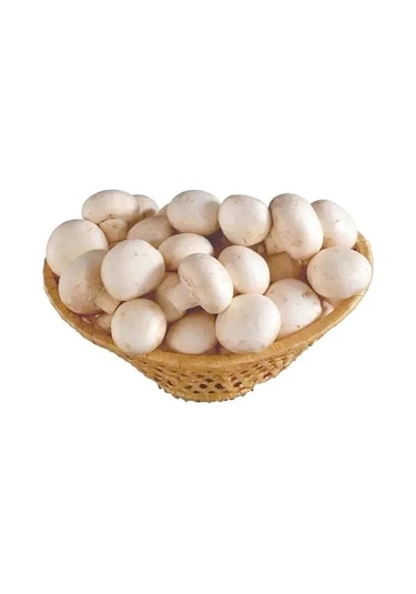 Dahil 2000 Adet KüLür Mantarı Tohumu