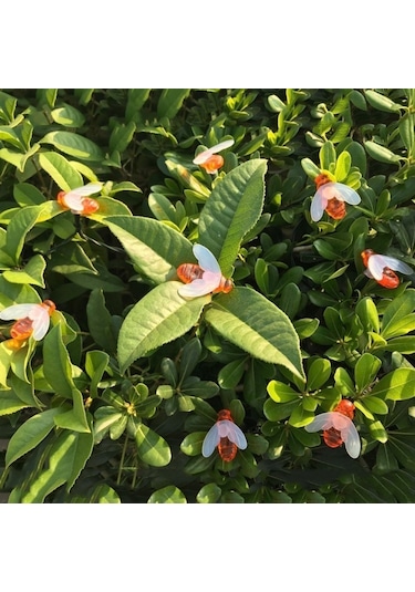 Cbtx Bahçe Aydınlatma 6.5m 30 Leds Arı Güneş Enerjili Sıcak Beyaz Açık Bahçe Dekoratif Dize Işık Peri Lambası 100ma / 1.2v Güneş Paneli