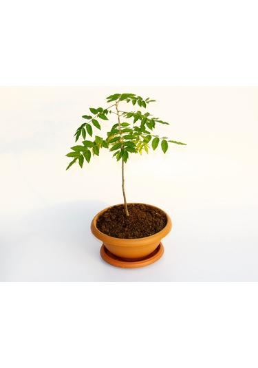 Bonsai Mor Salkım Fidanı