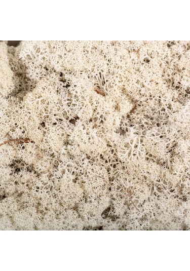 BEYAZ Şoklanmış  Reindermoss Teraryum Yosunu 50 Gr