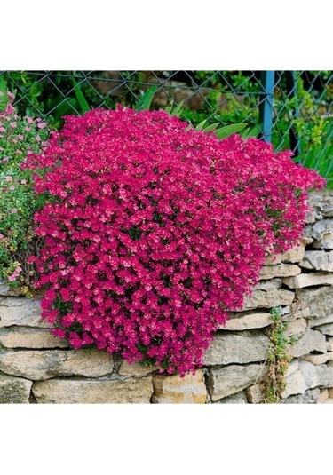 10 Adet Kırmızı Renkli Sarkan Obrizya Çiçek Tohumu