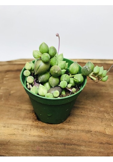 Senecio Rowleyanus Variegata Sarı Yeşil Renkli Tesbih Çiçeği
