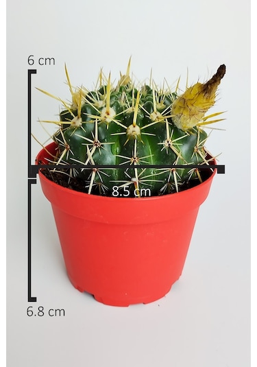 Notocactus Submammulosus Büyük Boy Kaktüs Sarı Çiçek Açan Canlı