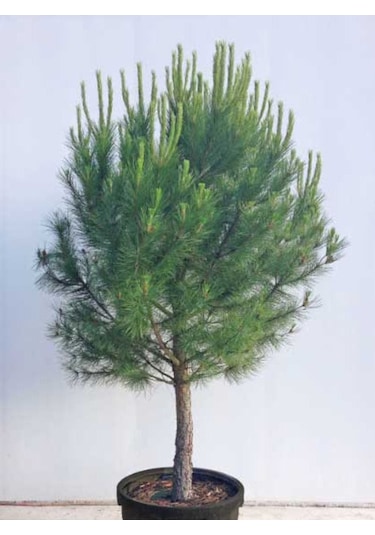 Saksılı Fıstık Çam Fidanı Boy 70-100cm