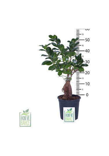 Ginseng Bonsai, Büyük Yaş - Ficus Microcarpa - Bitki Boyu 40-60 Cm
