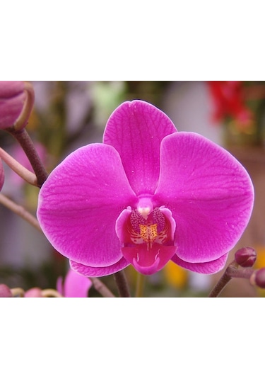 100 Adet Orkide Tohumu + 10 Adet Hollanda Gülü Tohumu N117041