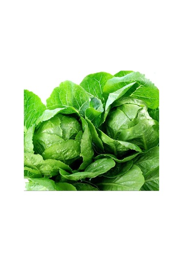 Geleneksel Tohum Geniş Yaprak Etli Lita Marul Tohumu 100 Tohum