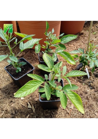 Saksılı Mini Boy Pepino Fidanı Fidesi 10-20 Cm