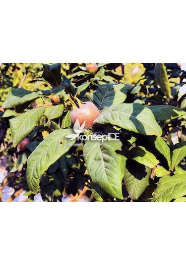 Muşmula Fidanı N11.272